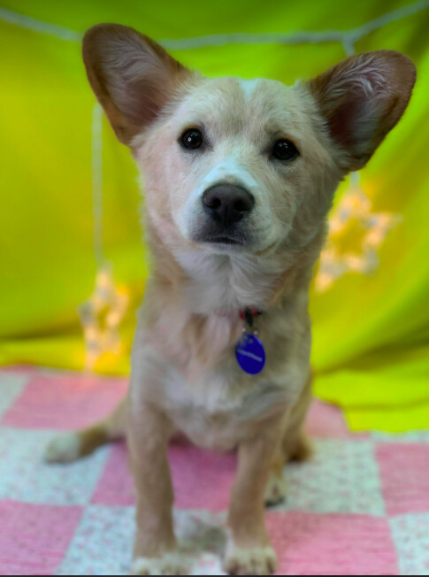 Rico, an adopted Jindo Mix in Brooklyn, NY_image-1