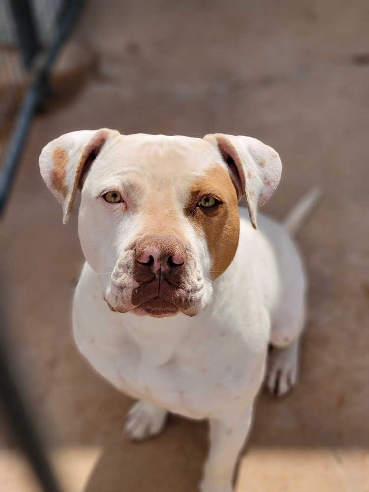 Aggie, an adoptable Pit Bull Terrier in Crosbyton, TX, 79322 | Photo Image 1