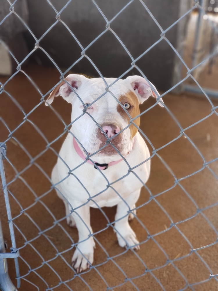 Aggie, an adoptable Pit Bull Terrier in Crosbyton, TX, 79322 | Photo Image 3