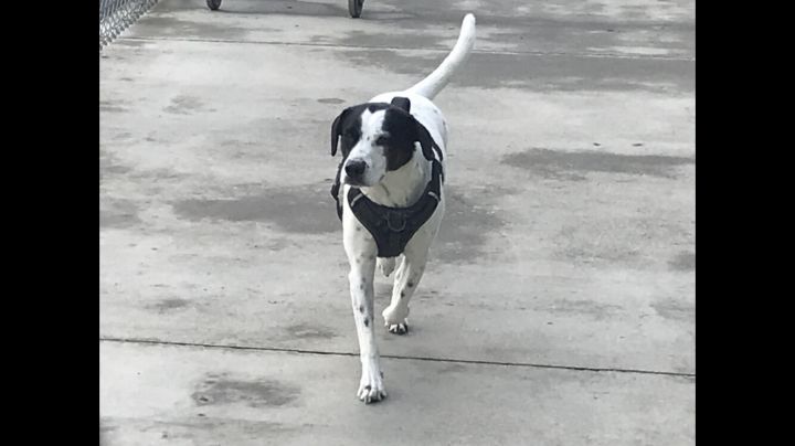 Gucci, an adoptable Pointer Mix in Blountville, TN_image-2