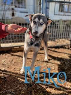 Dog For Adoption Miko A Husky Mix In Denver Co Petfinder