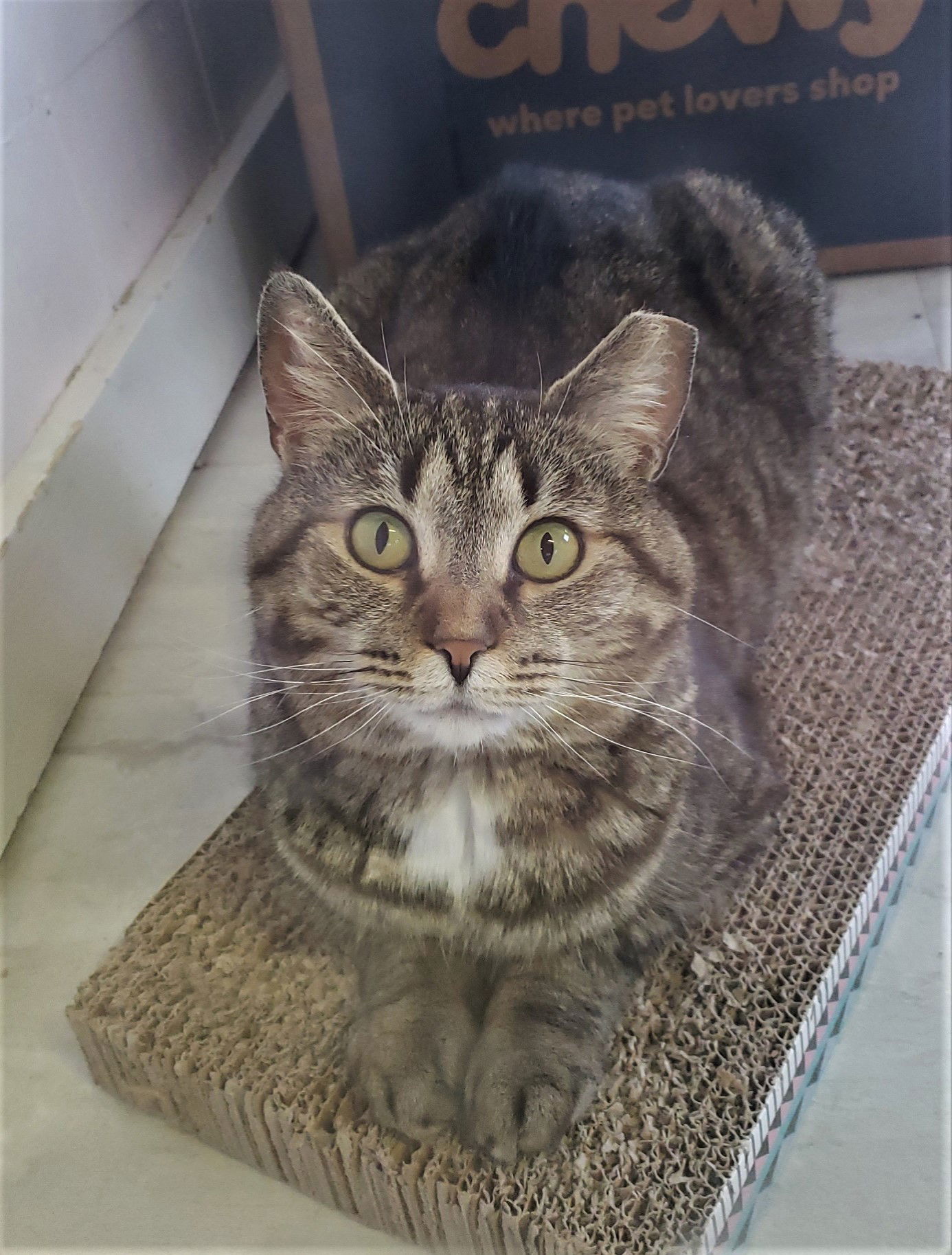 Karen, an adoptable Domestic Short Hair in Cuyahoga Falls, OH, 44222 | Photo Image 1