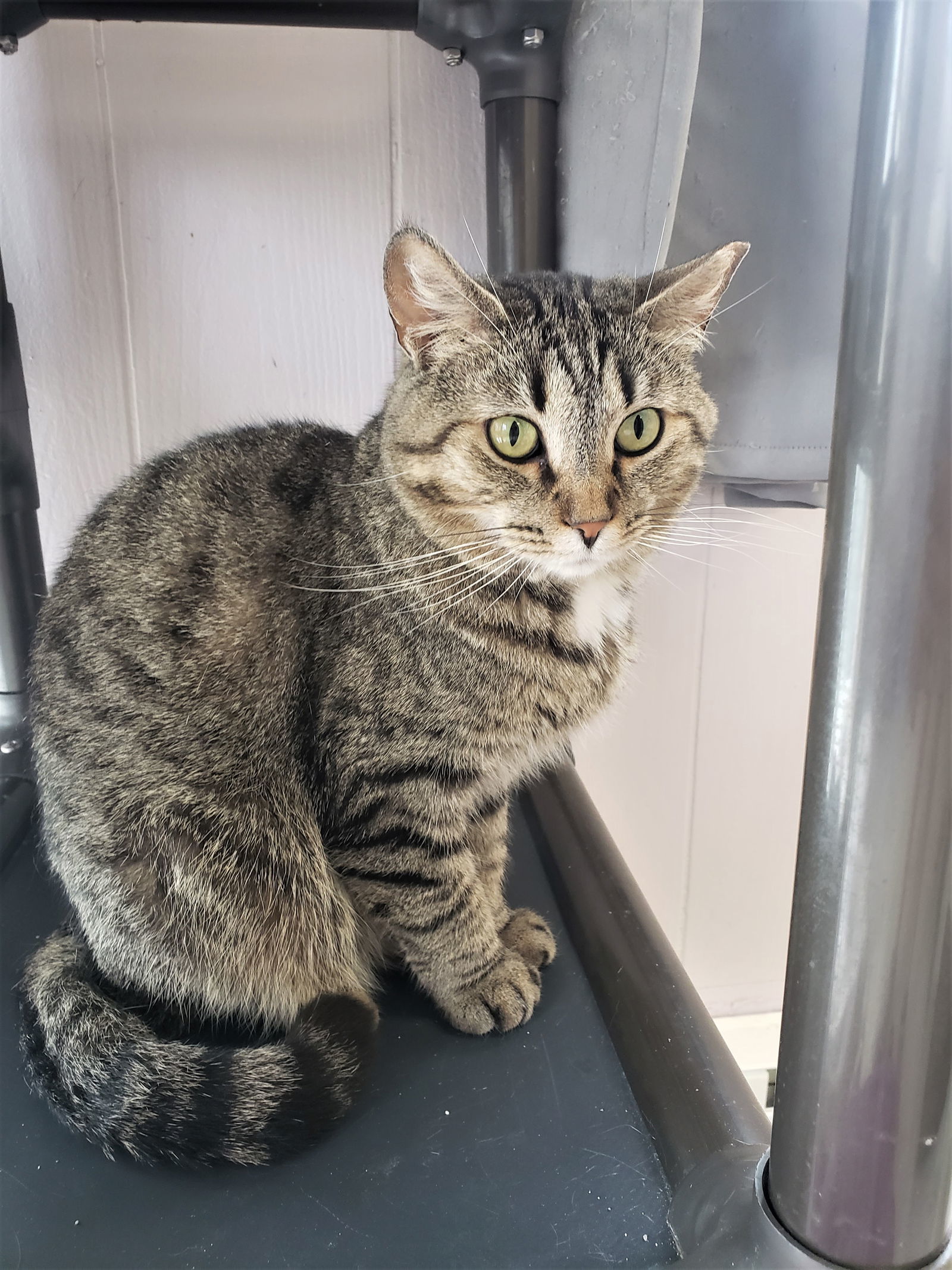 Karen, an adoptable Domestic Short Hair in Cuyahoga Falls, OH, 44222 | Photo Image 2