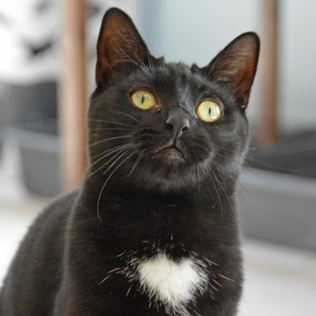 Boo, an adoptable Domestic Short Hair in Middletown, NY, 10940 | Photo Image 1