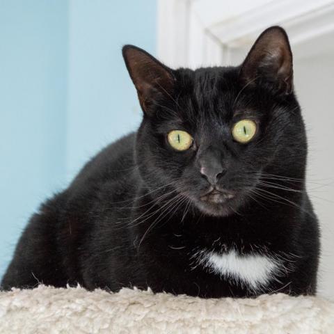 Boo, an adoptable Domestic Short Hair in Middletown, NY, 10940 | Photo Image 2