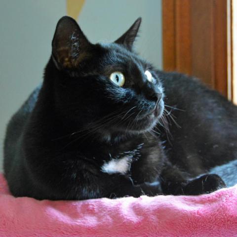 Boo, an adoptable Domestic Short Hair in Middletown, NY, 10940 | Photo Image 3