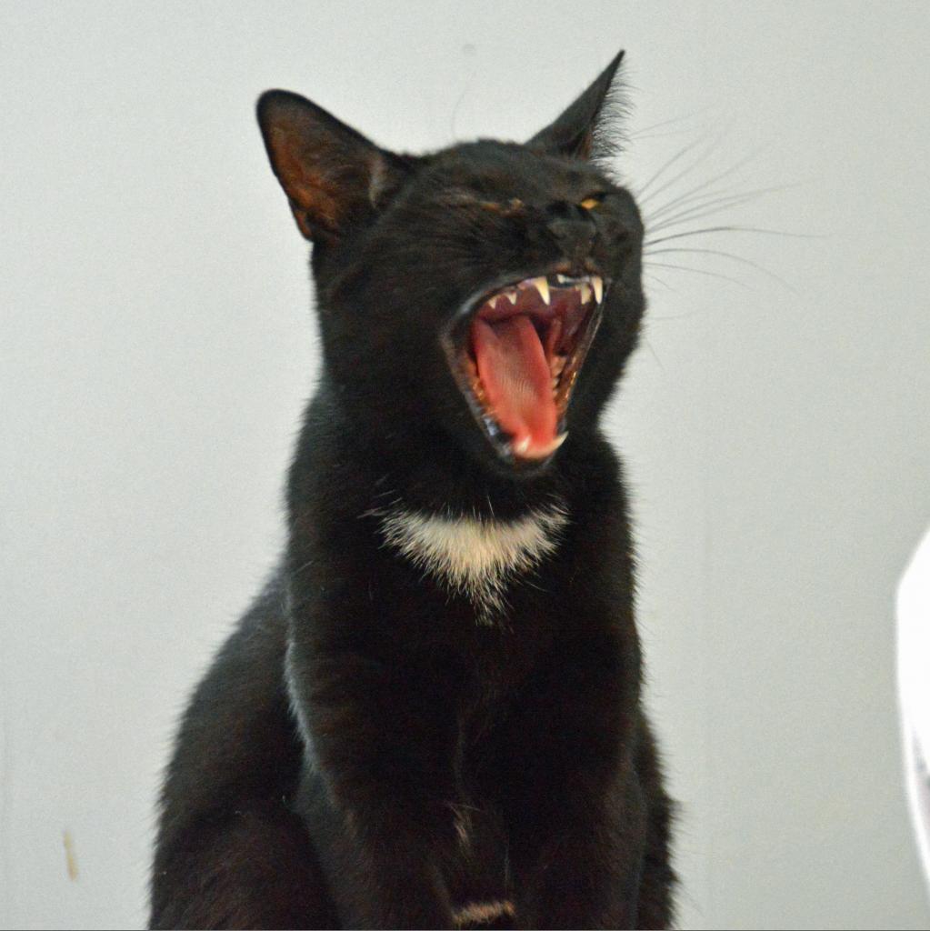 Boo, an adoptable Domestic Short Hair in Middletown, NY, 10940 | Photo Image 4