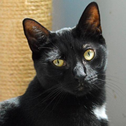 Boo, an adoptable Domestic Short Hair in Middletown, NY, 10940 | Photo Image 5