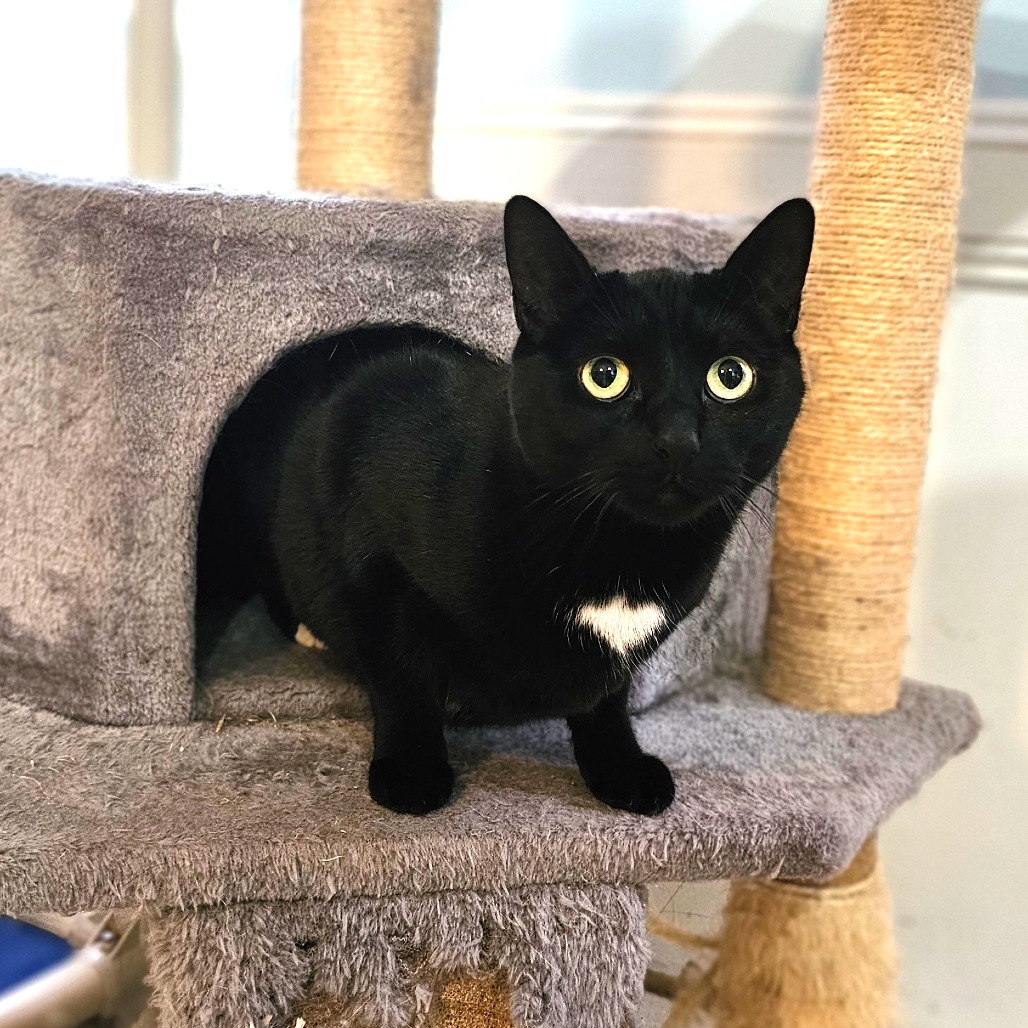 Boo, an adoptable Domestic Short Hair in Middletown, NY, 10940 | Photo Image 6