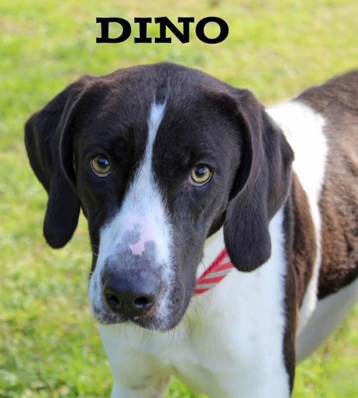 Dino 1