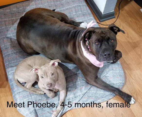 Phoebe 3
