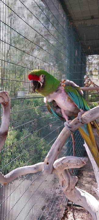 Kermit, an adoptable Macaw in San Diego, CA_image-4