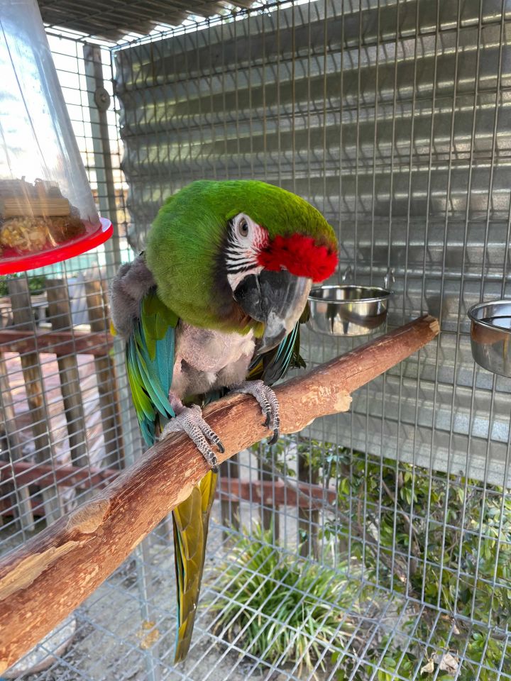 Kermit, an adoptable Macaw in San Diego, CA_image-5