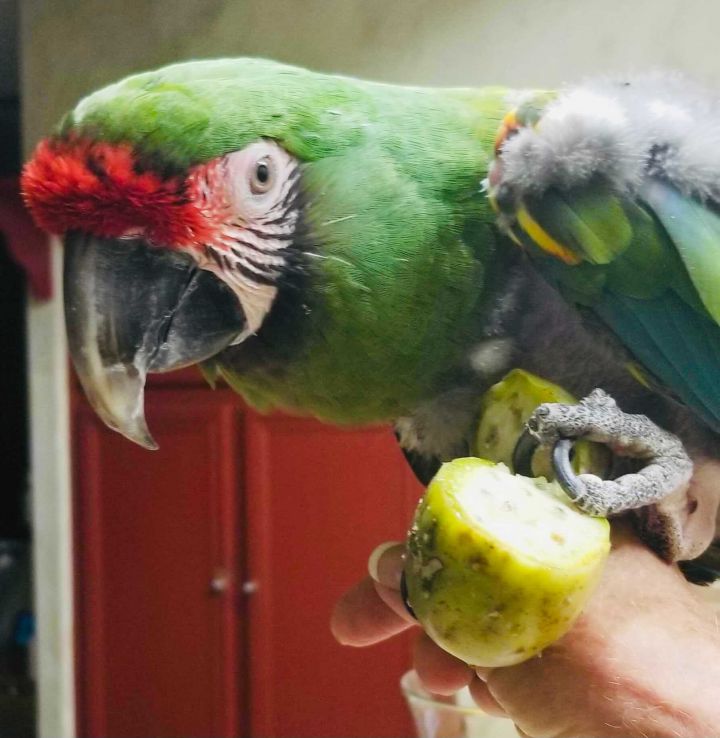 Kermit, an adoptable Macaw in San Diego, CA_image-1