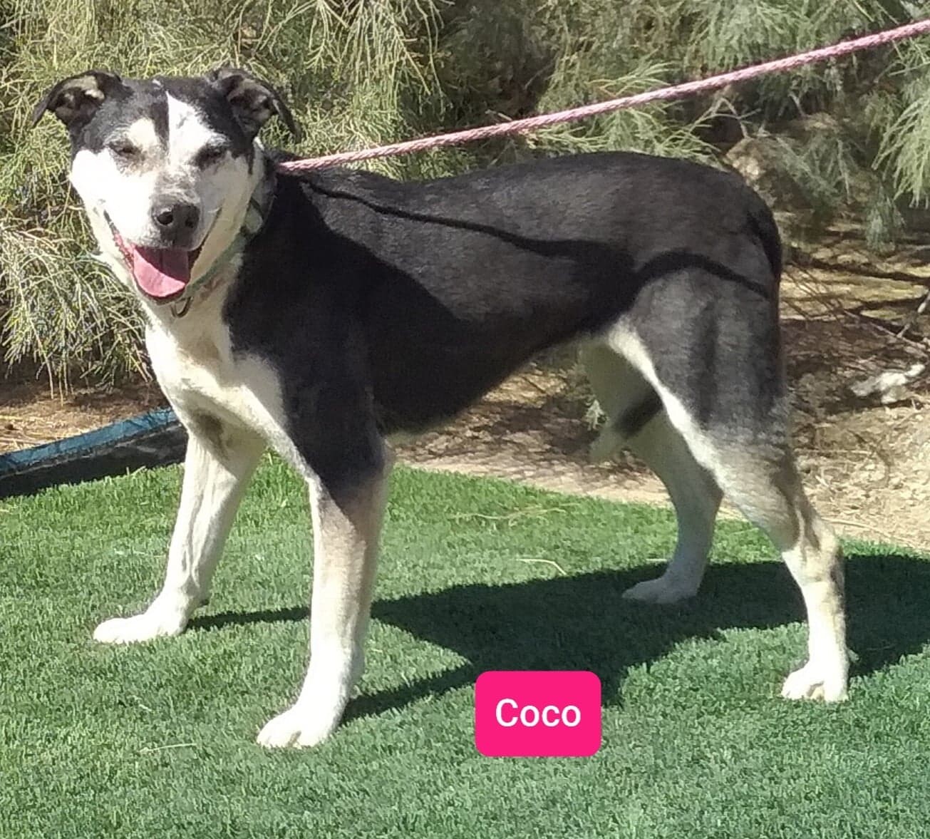 Coco, an adoptable Australian Cattle Dog / Blue Heeler in Las Vegas, NV, 89136 | Photo Image 1