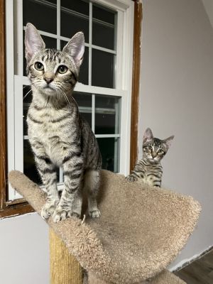 Baxter & Babette (Double Adoption ONLY)