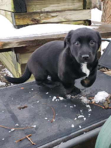 Dog For Adoption Mayra A Corgi Dachshund Mix In Minneapolis Mn Petfinder