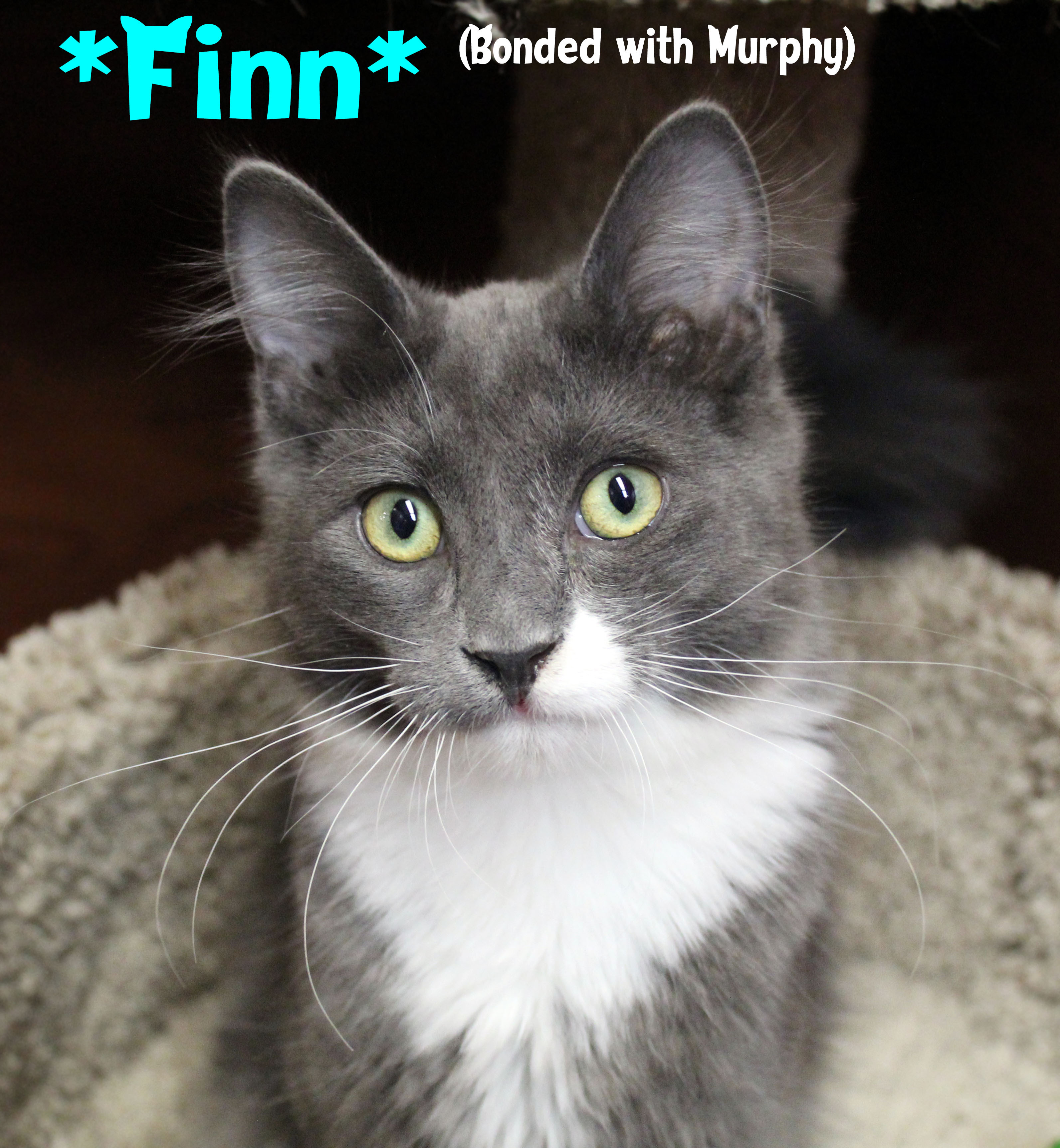 Finn Bonded With Murphy detail page