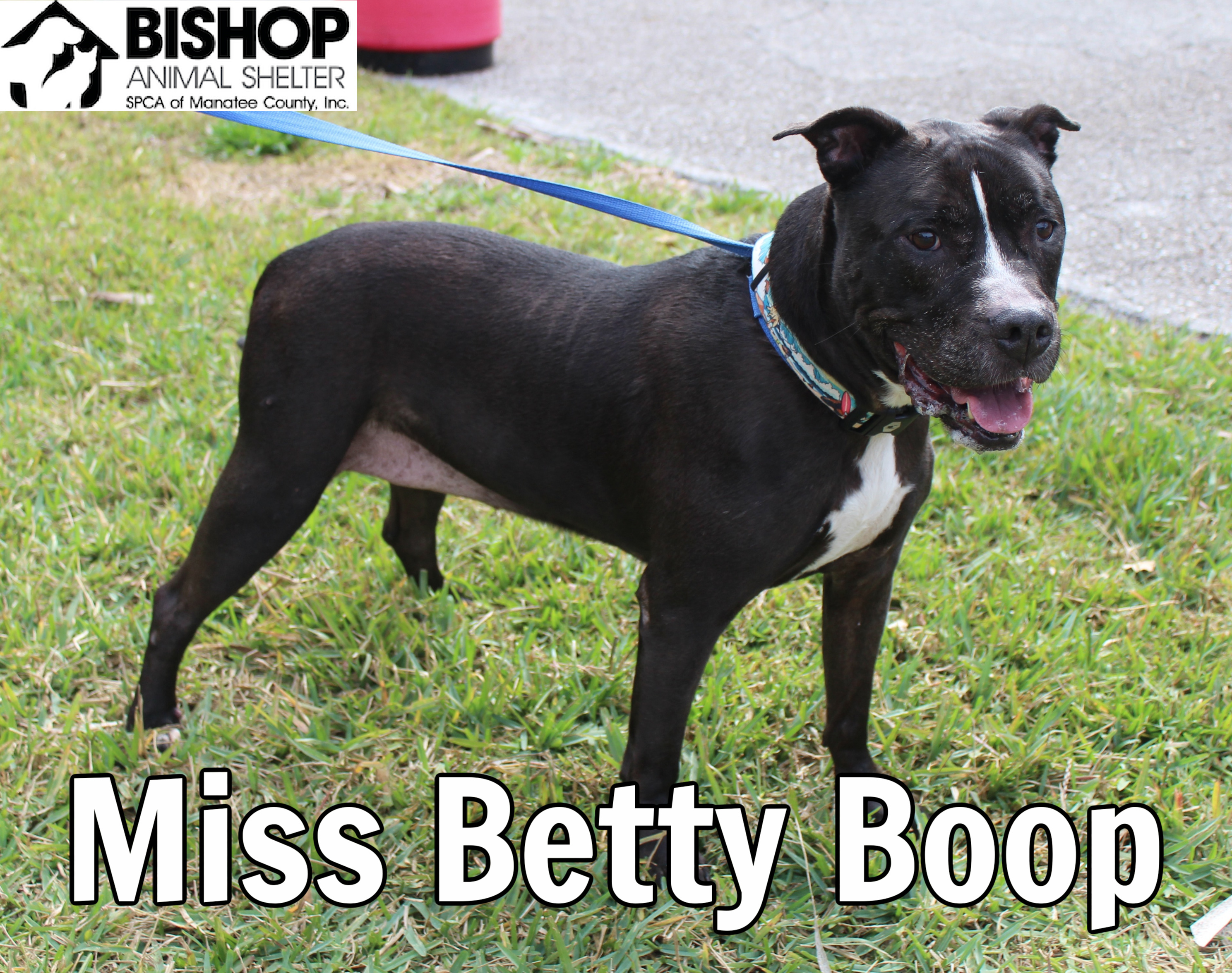 Miss Betty Boop, an adoptable Mixed Breed in Bradenton, FL, 34209 | Photo Image 2