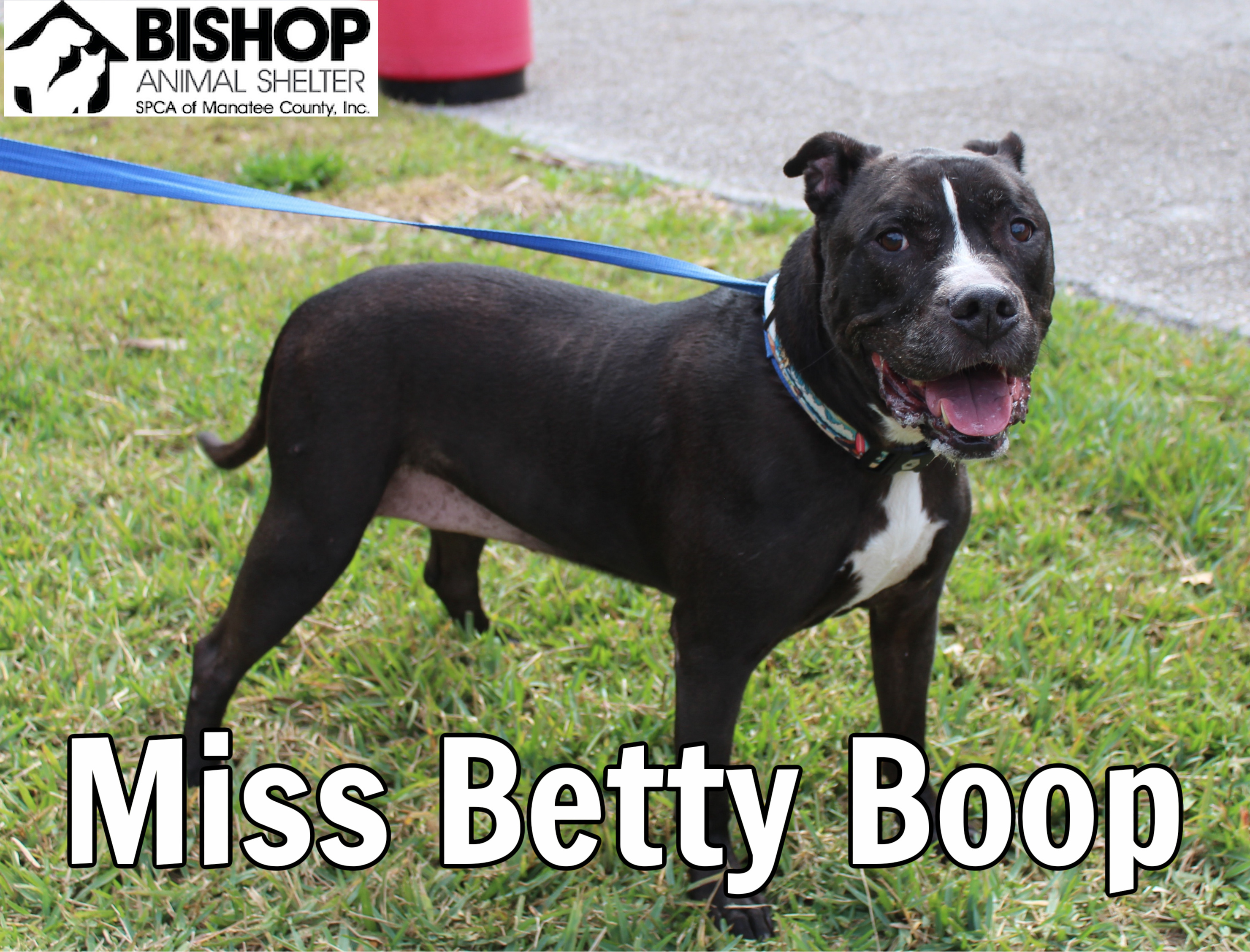 Miss Betty Boop, an adoptable Mixed Breed in Bradenton, FL, 34209 | Photo Image 1