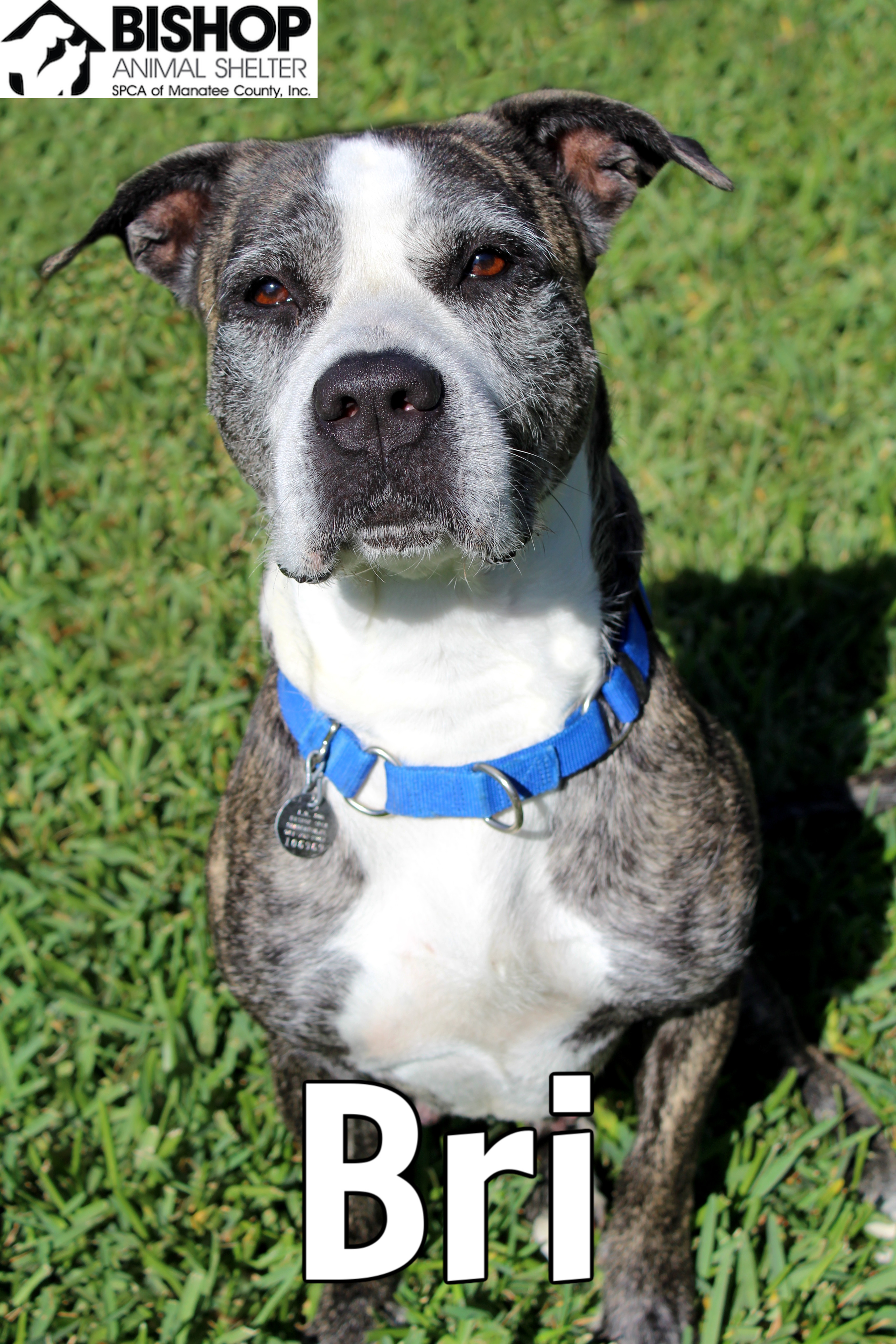 Bri, an adoptable Mixed Breed in Bradenton, FL, 34209 | Photo Image 2