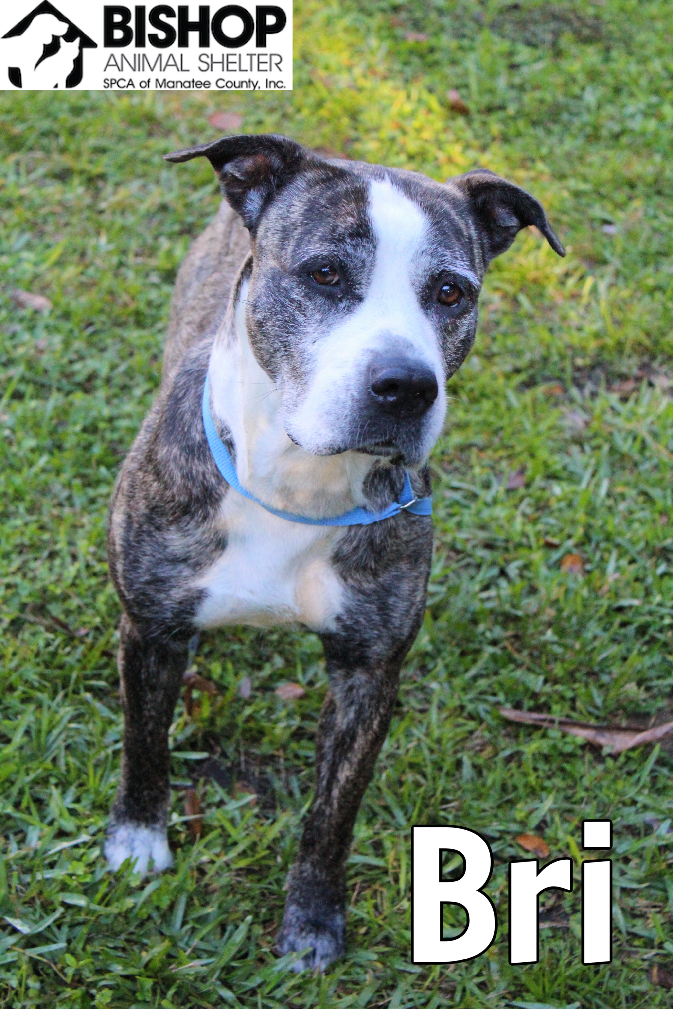 Bri, an adoptable Mixed Breed in Bradenton, FL, 34209 | Photo Image 3