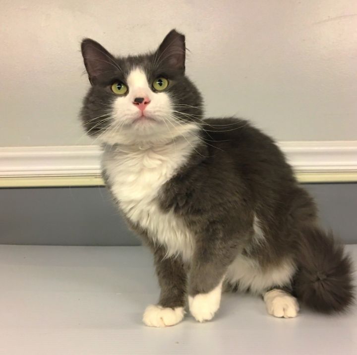 Trooper, an adopted Domestic Medium Hair Mix in New Haven, CT_image-1