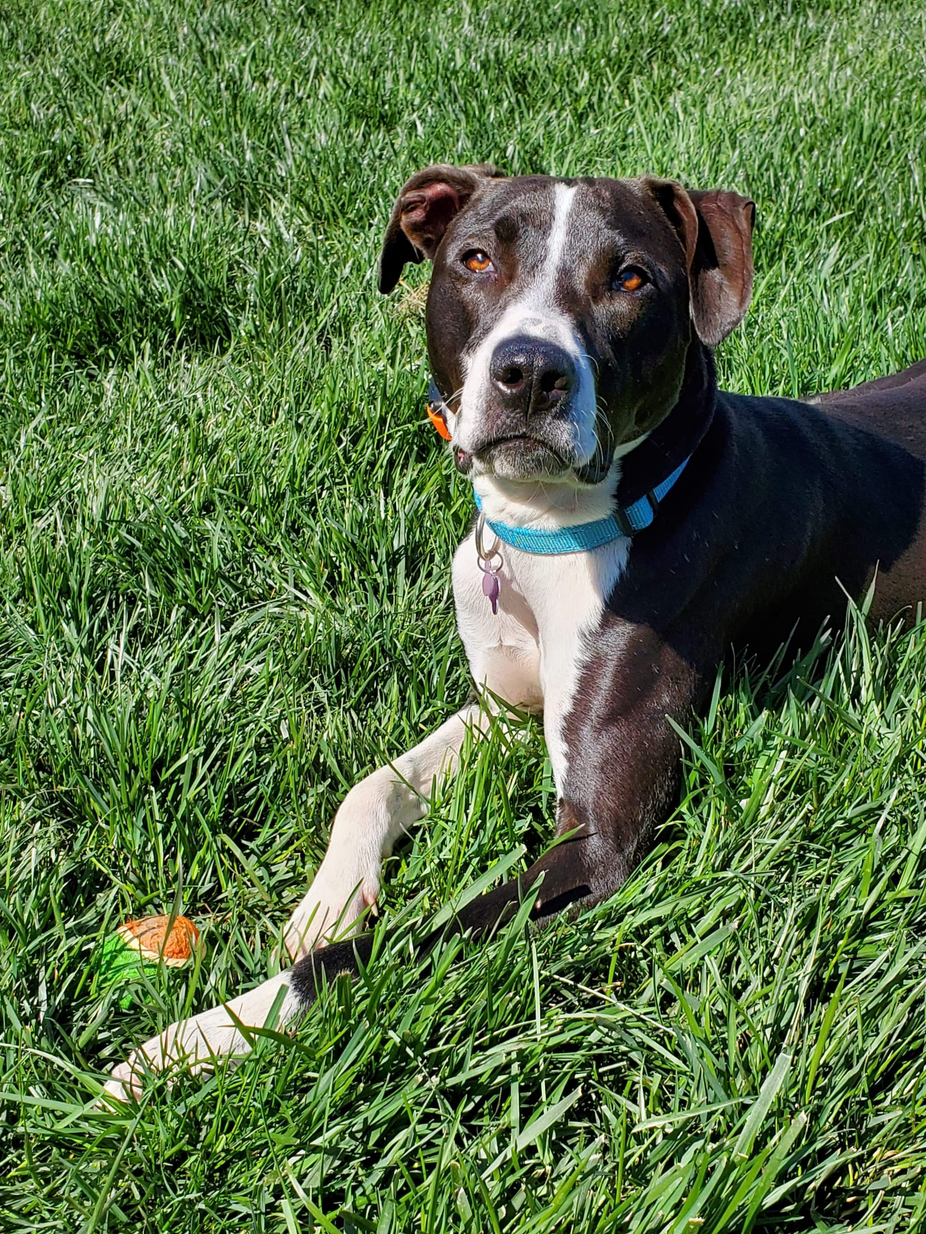 Dog for adoption Brooks, a Pit Bull Terrier & Hound Mix