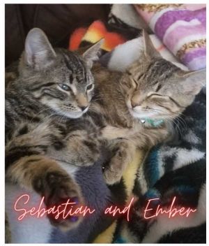 Ember & Sebastian-Bonded Pair