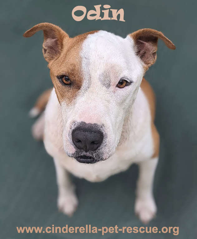 Odin, an adoptable Staffordshire Bull Terrier Mix in Mission, TX_image-2