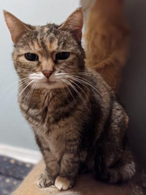 Mitzie