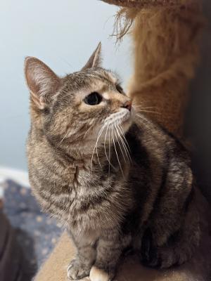 Mitzie, an adoptable Domestic Short Hair in Hanover, PA_image-2