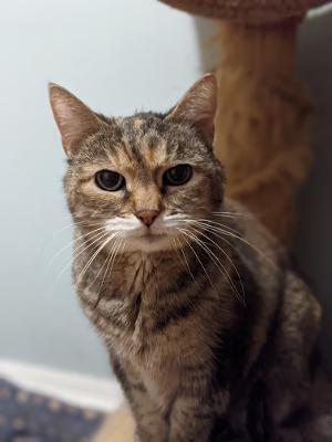 Mitzie, an adoptable Domestic Short Hair in Hanover, PA_image-4