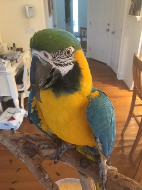 Scully, an adopted Macaw in North Babylon, NY_image-1