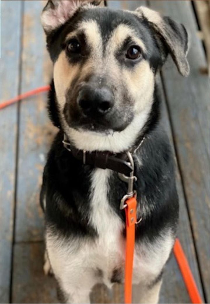 Kylo, an adoptable German Shepherd Dog Mix in Dallas, TX_image-1