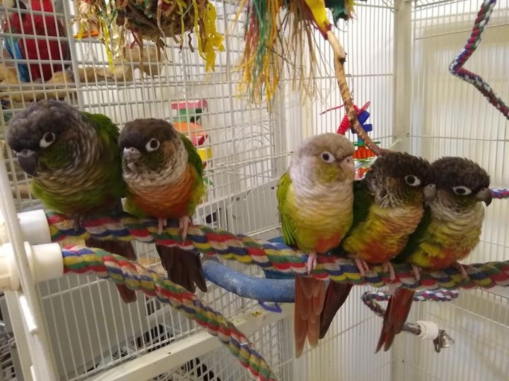 Green Cheek Conure Flock 2