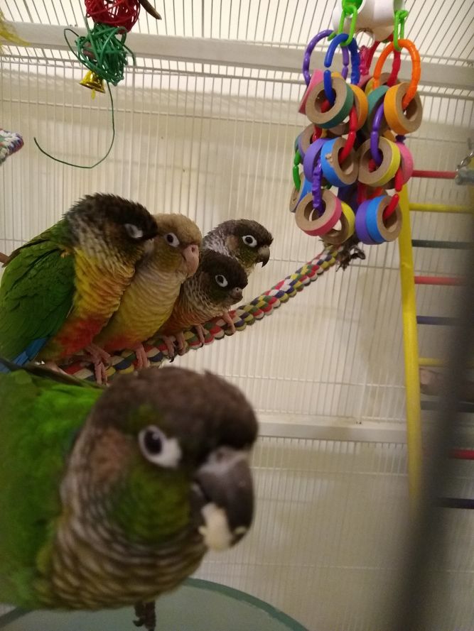 Green Cheek Conure Flock