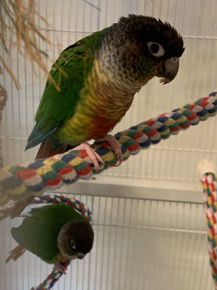 Green Cheek Conure Flock 3