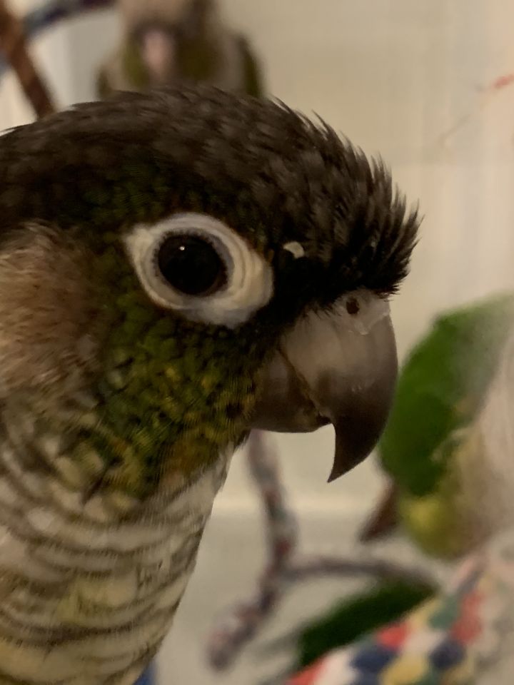 Green Cheek Conure Flock 4