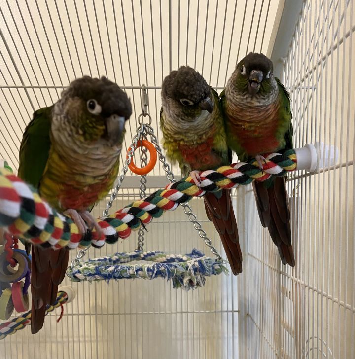 Green Cheek Conure Flock 5