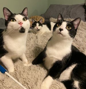 Romeo, Sammy, and Forrey (Bonded Trio) - Pending Adoption