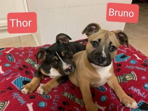 Bruno and Thor