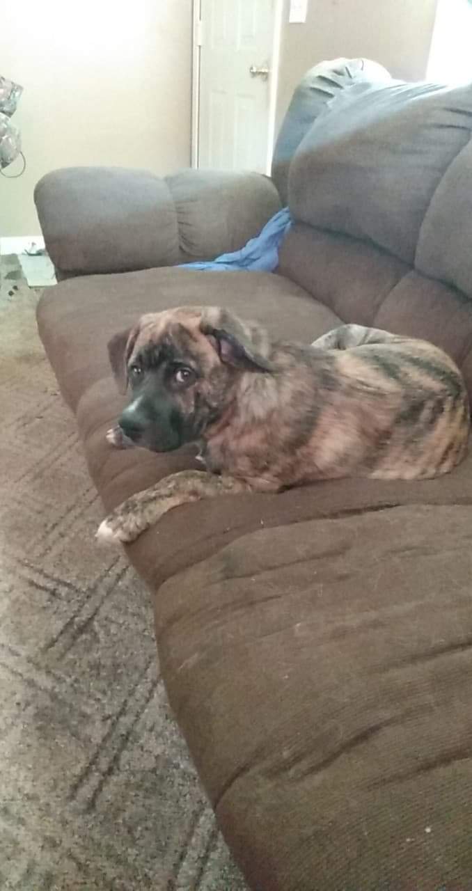 Meatball 2