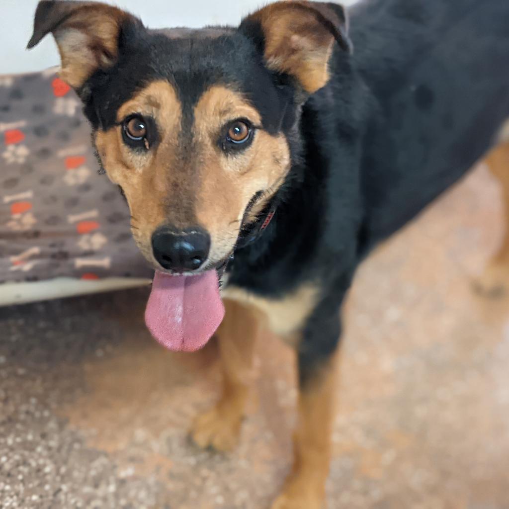 Oodoo, an adoptable Shepherd in Kanab, UT, 84741 | Photo Image 1