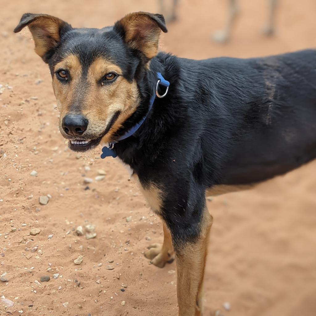 Oodoo, an adoptable Shepherd in Kanab, UT, 84741 | Photo Image 2