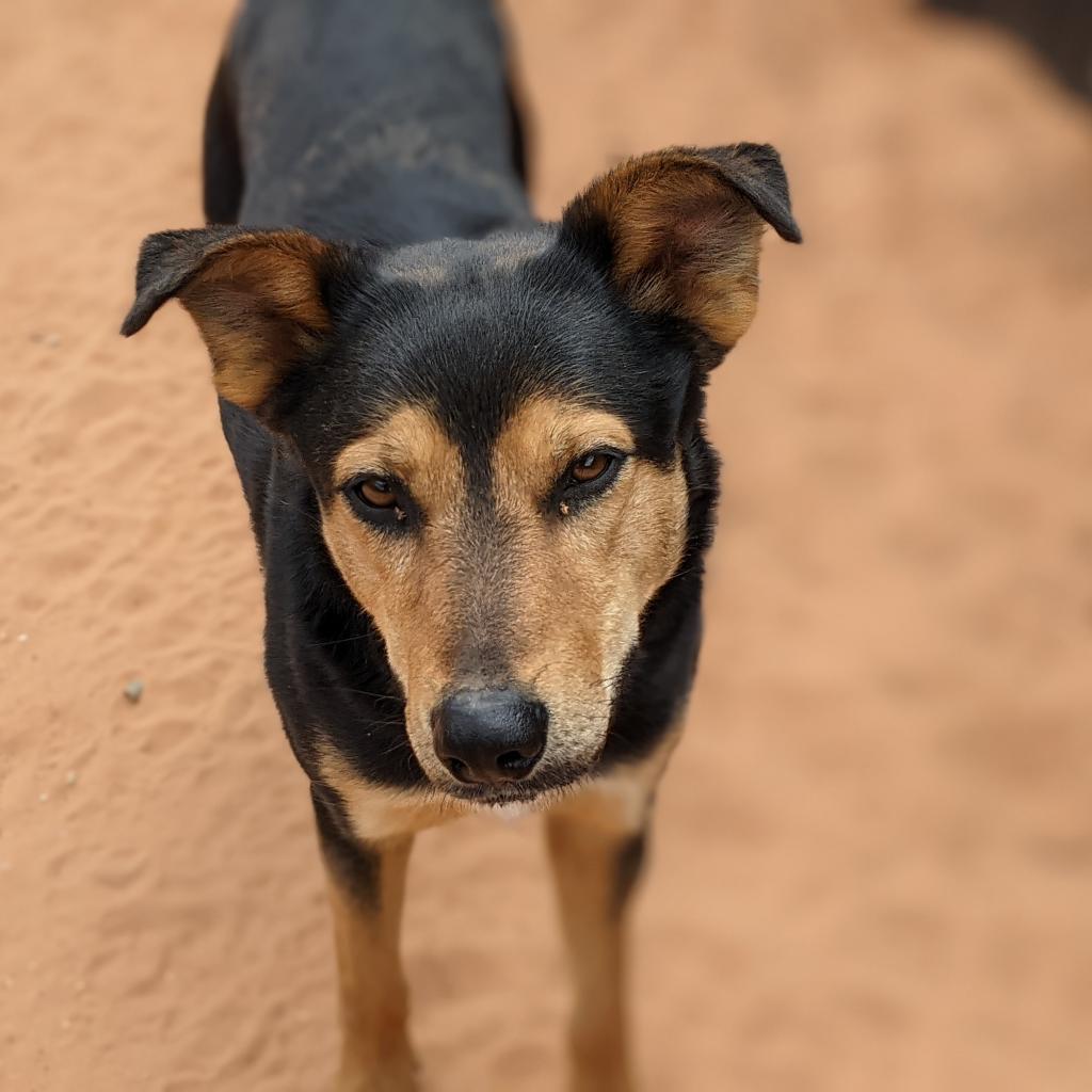 Oodoo, an adoptable Shepherd in Kanab, UT, 84741 | Photo Image 3