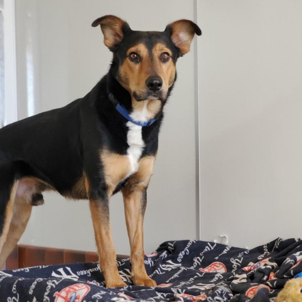 Oodoo, an adoptable Shepherd in Kanab, UT, 84741 | Photo Image 4