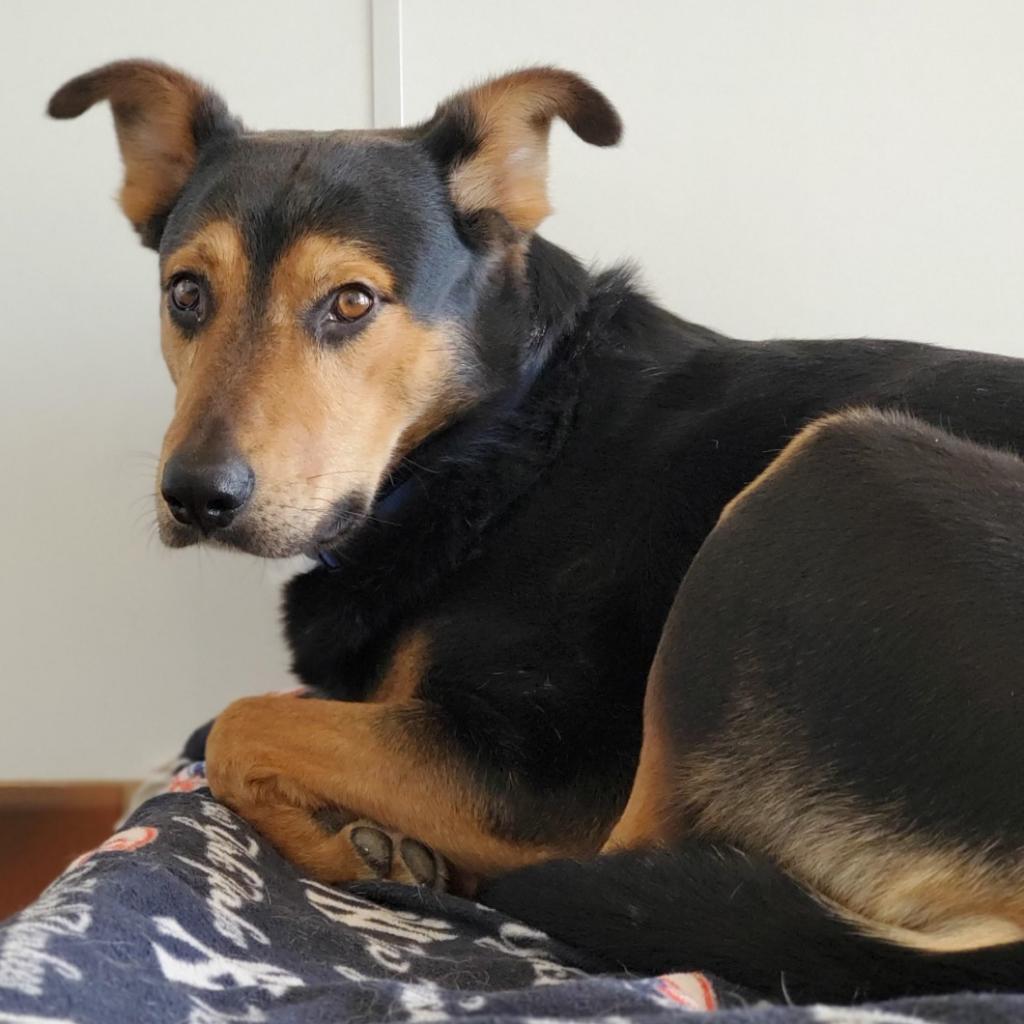 Oodoo, an adoptable Shepherd in Kanab, UT, 84741 | Photo Image 5