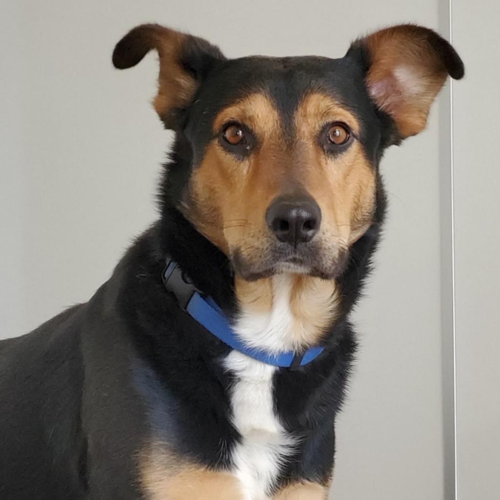 Oodoo, an adoptable Shepherd in Kanab, UT, 84741 | Photo Image 6