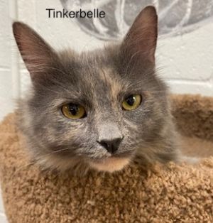 Tinkerbelle